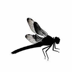 Black silhouette of a dragonfly with translucent wings against a stark white background, showcasing its delicate structure.