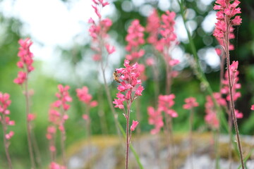 A bee pollinating pink flower in field