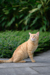 The cat sits on the ground outdoors.