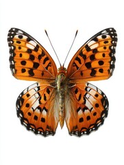 Obraz premium Orange and black butterfly with open wings isolated on white background