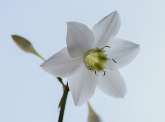 White flowers of Urceolina amazonica (Eucharis amazonica). Selective focus.