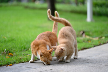 Two cats are eating something on the ground.