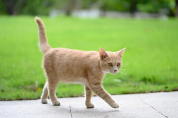 The cat is taking a stroll in the park.