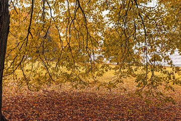 autumn leaves in the park