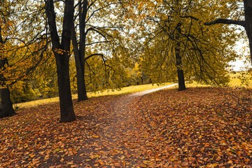 path through the autumn trees in the park