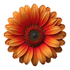Orange Gerbera Daisy Bloom with Red Center, Transparent Background, 3D Realism Graphic