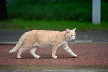 The cat is taking a stroll in the park.