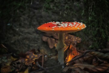 fly agaric mushroom