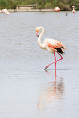 Greater Flamingo (Phoenicopterus roseus) in Ornithological park of Pont de Gau in Camargue regional national park in Saintes Maries de la Mer in France