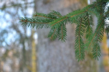 Pine tree branches  with evergreen needles . Closeup outdoors photo. Winter ,nature, pine tree natural landscape. Free copy space.