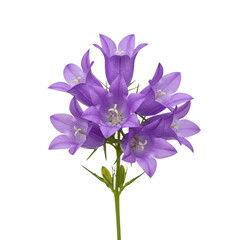 Fototapeta premium Beautiful purple bellflowers isolated on white