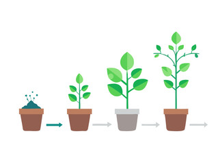 Green plant in a pot. Growth phases of a plant from small sprout to tree. Growing seedling stages set. Planting infographic. Vector illustration on white background.

