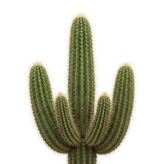 Green cactus with multiple arms isolated