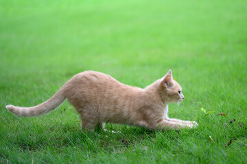 The cat stretches lazily on the grass.