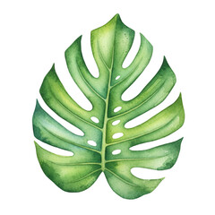 Watercolor monstera leaf illustration isolated