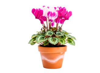 Pink and white cyclamen flowering plant in terracotta pot isolated on transparent background