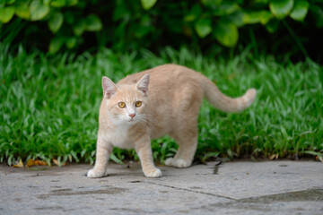 The cat is taking a stroll in the park.
