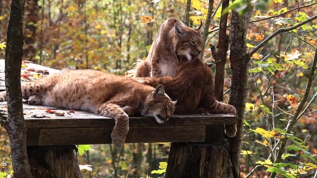 Luchs-Trio
