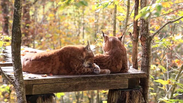 Luchse in der Herbstsonne