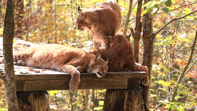 Luchs-Trio im Wildpark Gr&uuml;nau