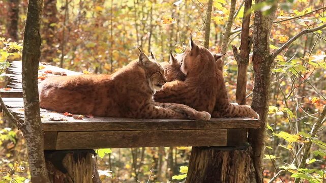 Luchse im Wildpark Gr&uuml;nau