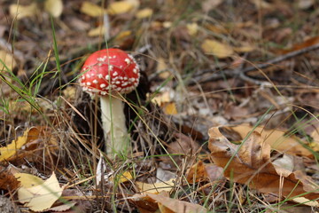 In the fall I was walking in the forest and found a fly agaric.