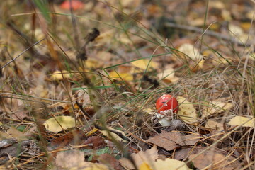 In the fall I was walking in the forest and found a fly agaric.