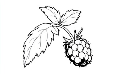 Simple raspberry illustration
