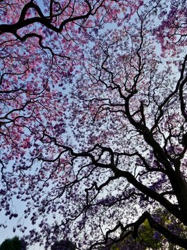 Underneath the Jakaranda Tree