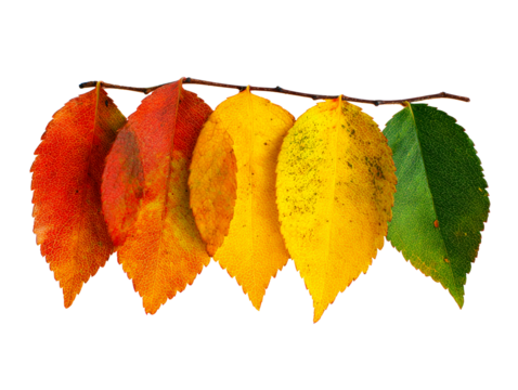 Branch with five autumn leaves transitioning from green to red, isolated on transparent cutout background