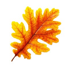 Fototapeta premium Autumn Oak Leaf with Vibrant Yellow and Red Hues, isolated on transparent cutout background