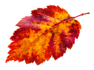 Vibrant red and yellow autumn leaf detail, isolated on transparent cutout background