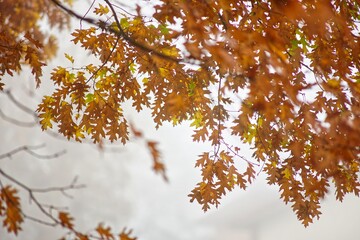 Yellow autumn leaves of a swamp oak in the fog.