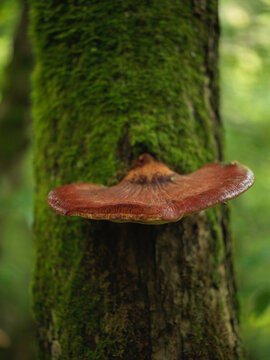 Vibrant red beefsteack fungus growing on moss covered tree trunk in the woods