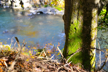 Serene riverbank with sunlit tree and moss in a lush forest