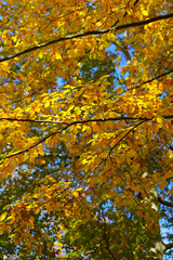 Golden autumn leaves on sunlit tree branches against blue sky