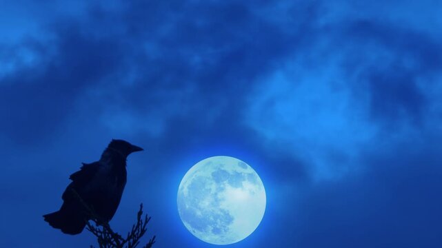 halloween background with crow in front of rising full moon at night sky with cloud time lapse, dark blue nature backdrop with copy space