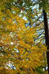 Vibrant autumn leaves in sunlit forest canopy scene