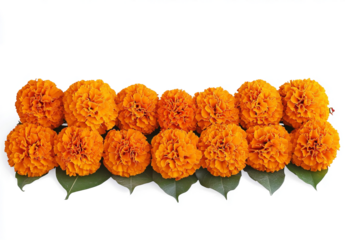 marigold flower garland for diwali decoration, isolated on a transparent background