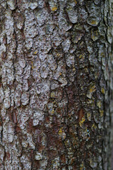 Close-up textured tree bark with natural patterns and colors