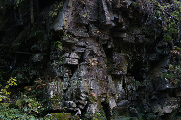 Rocky cliff face with greenery in natural forest environment