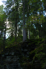 Dense forest with tall pine trees and moss-covered rocks in daylight