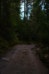 Rustic forest pathway through dense woods under dim light