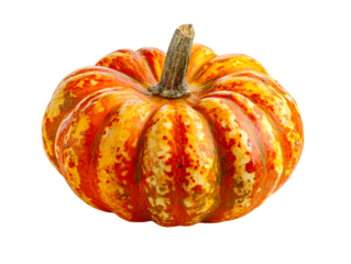 Warty Orange and Yellow Squash