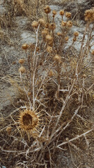 cactus in the desert