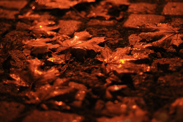 Wet autumn leaves on cobblestone pavement after rain, reflecting warm street lights in the evening.