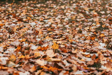 Fallen autumn leaves scattered on the green grass in soft daylight.
