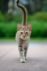 The cat strolls through the garden.