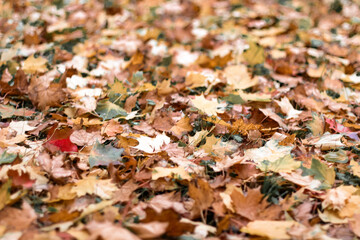 Autumn leaves forming a colorful carpet on the ground under soft natural light.