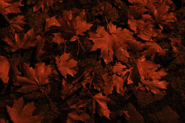 Fallen autumn leaves covering pavement in warm brown and orange tones.